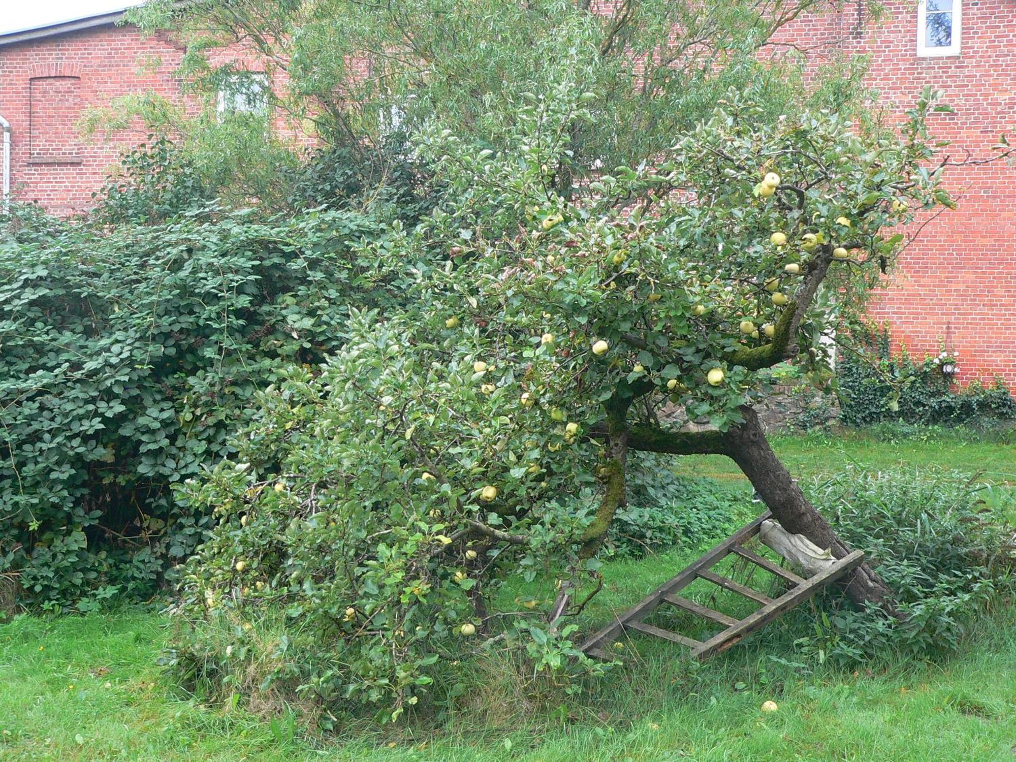 Alte Baeckerei Gnade Auf Ruegen Sehlen Exterior foto